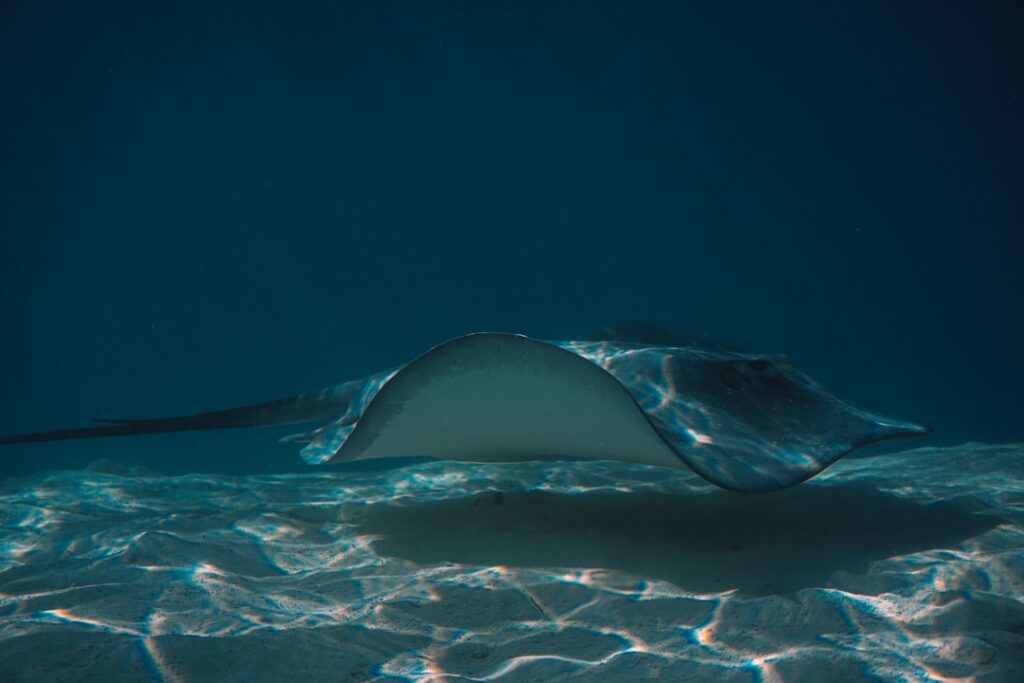 砂地に潜むアカエイ｜サーフィンで注意したい海の危険生物