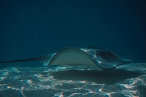 砂地に潜むアカエイ|サーフィンで注意したい海の危険生物