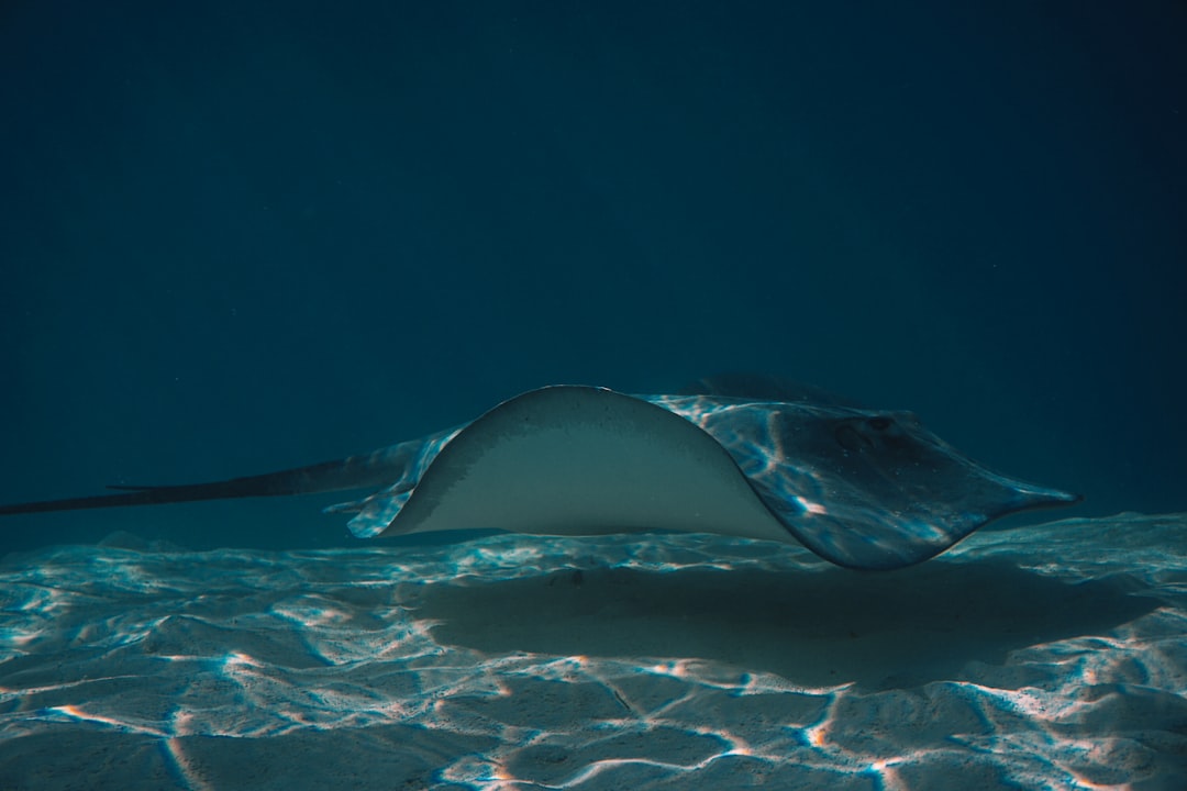砂地に潜むアカエイ｜サーフィンで注意したい海の危険生物