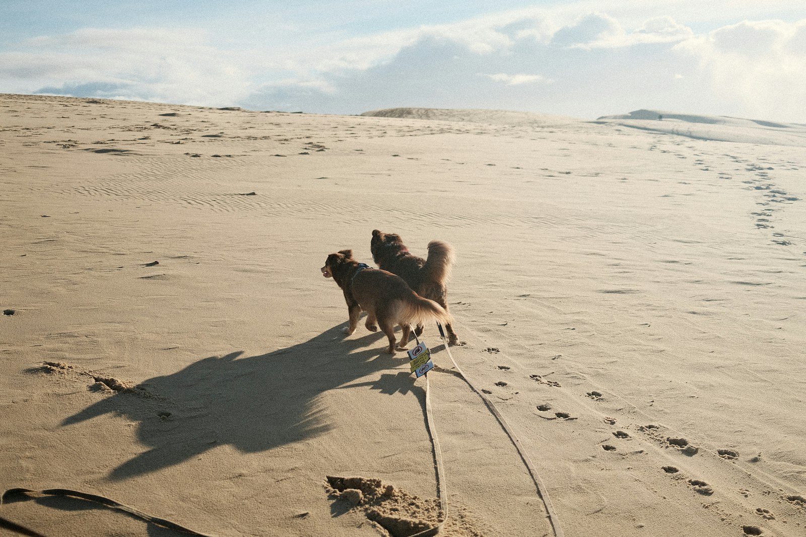 リードをつけて砂浜を歩く犬|ビーチのルール確認