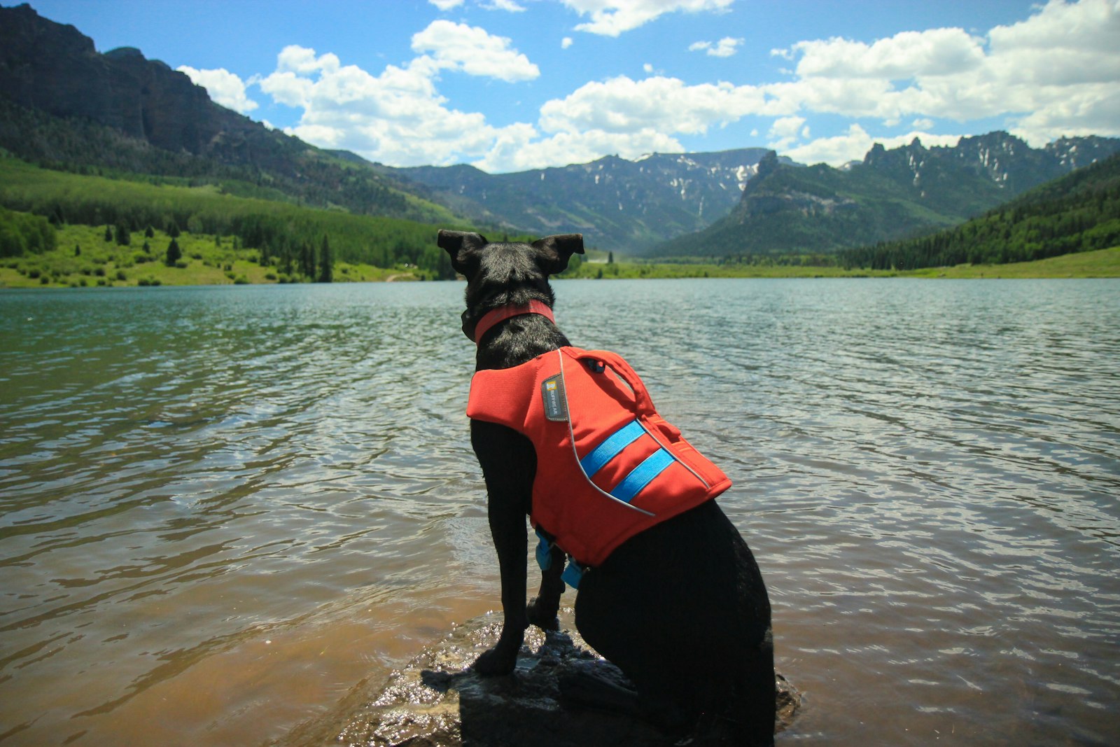 ライフジャケットを着て水辺に立つ犬|犬用装備の選び方