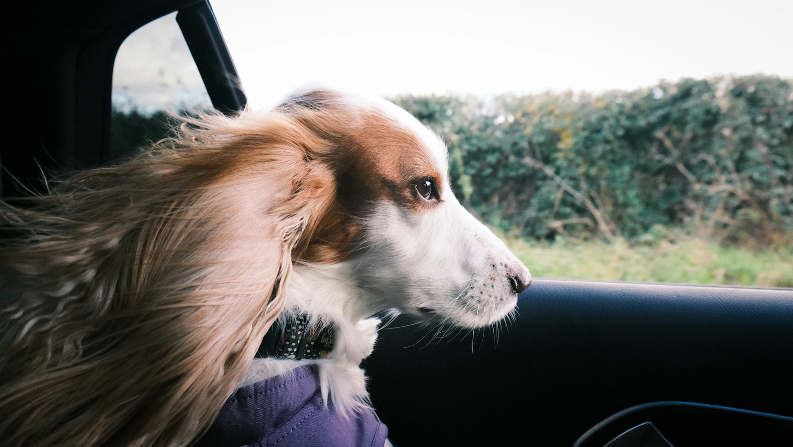 車の窓から外を見る犬|サーフィン中に車で待たせる基準