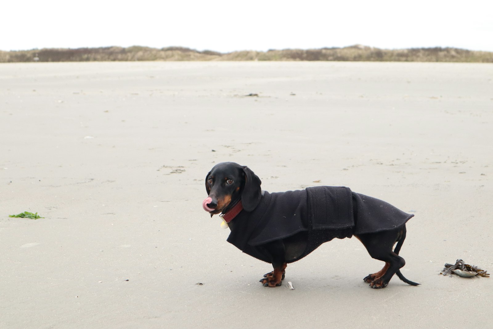 冬の砂浜で防寒着を着た犬|犬の低体温対策