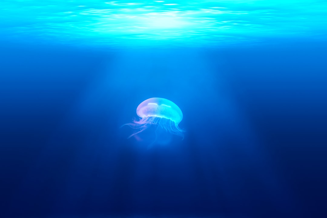 海に漂うクラゲの種類と発生時期