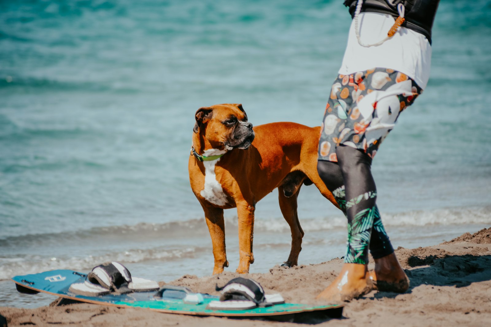 ウェットスーツのサーファーと並ぶ犬|周囲への配慮とマナー