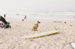 砂浜でサーフボードのそばに座るハーネス姿の犬｜犬とサーフィンに行く準備