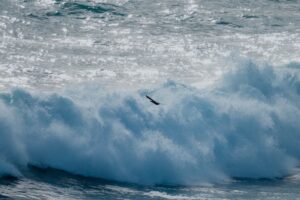 秋の台風スウェルが届いた東北の海でパワフルな波に乗るサーファー