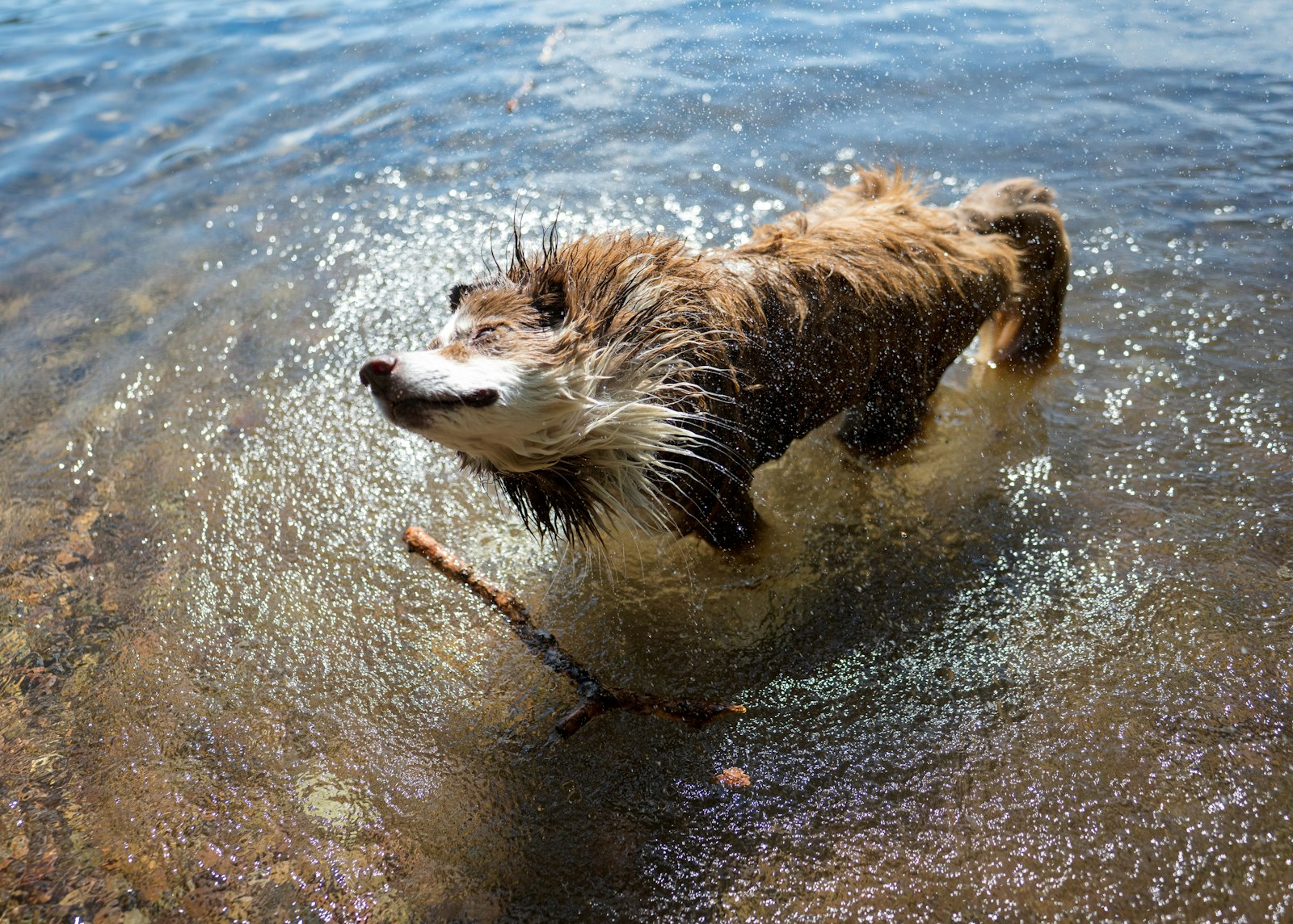 水辺で体を振って水を飛ばす犬|砂と塩のケア